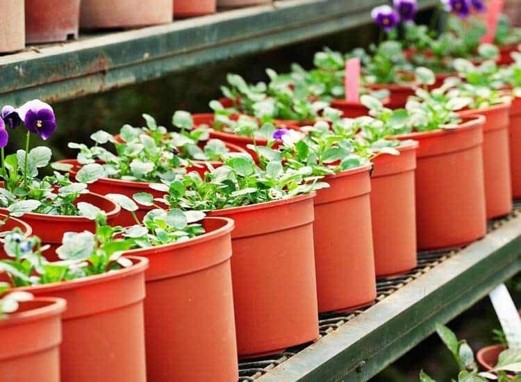 Top Plant Nurseries In Krishnanagar Best Nursery Top Plant Nurseries In Krishnanagar Best Nursery