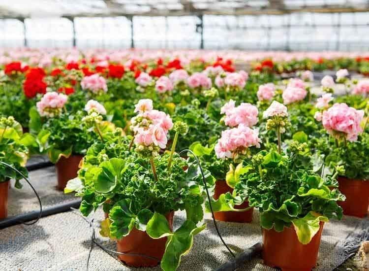 Top Plant Nurseries In Deshbandhunagar Best Nursery Top Plant Nurseries In Deshbandhunagar Best Nursery