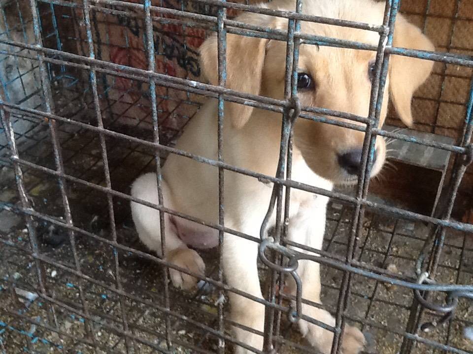 Murgi Chowk Hyderabad Map Catalogue - Ilyas Fancy Birds And Pets In Murgi Chowk, Hyderabad - Justdial