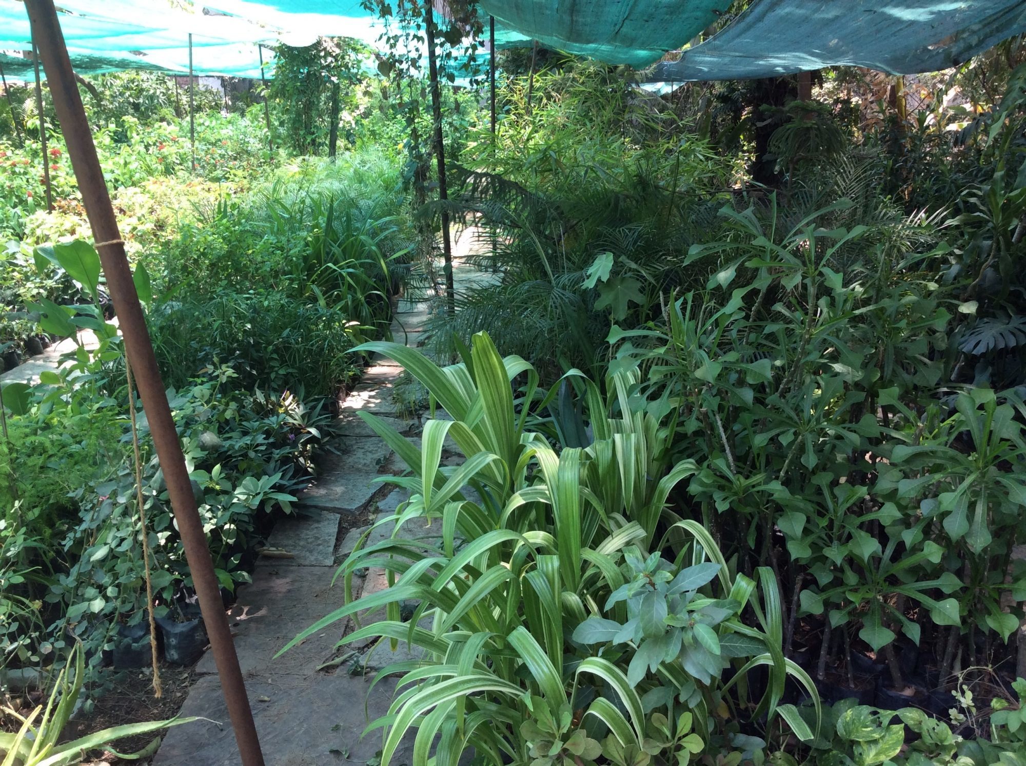 Top 100 Plant Nurseries In Indore Best Nursery