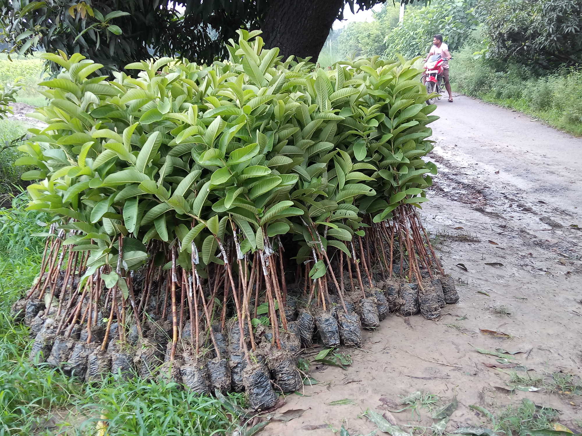 Top 100 Plant Nurseries In Kolkata Best Nursery