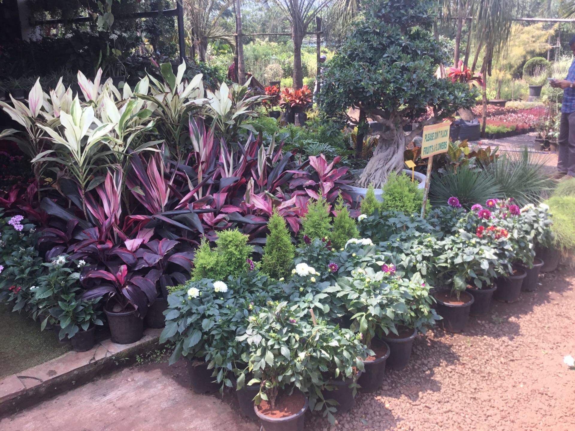 Top 100 Fruit Plant Nurseries In Khed Best Custard Le Top 100 Fruit Plant Nurseries In Khed