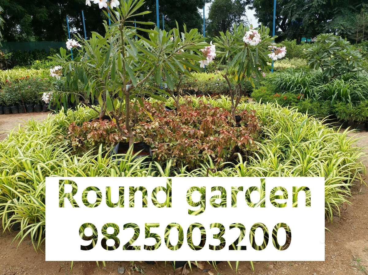 Top 100 Plant Nurseries in Ahmedabad Best Nursery Plant Suppliers