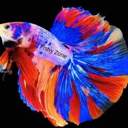 Betta fish dealers near me hotsell