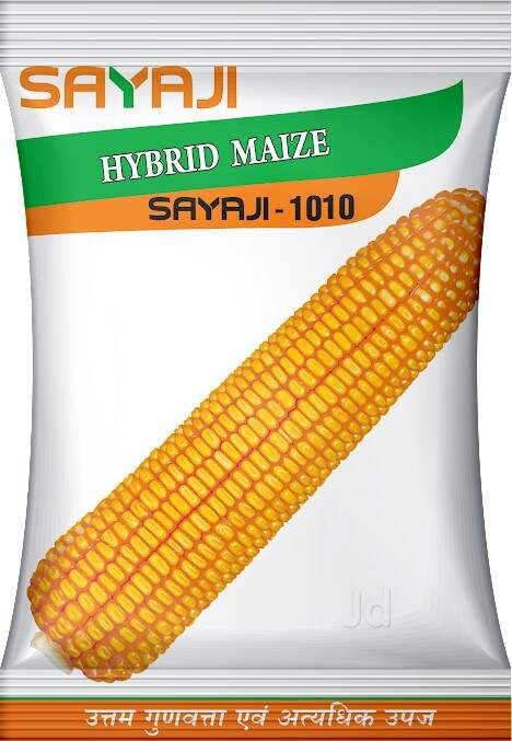 Hybrid Maize Seed in Ahmedabad High Yield, Disease Resistant