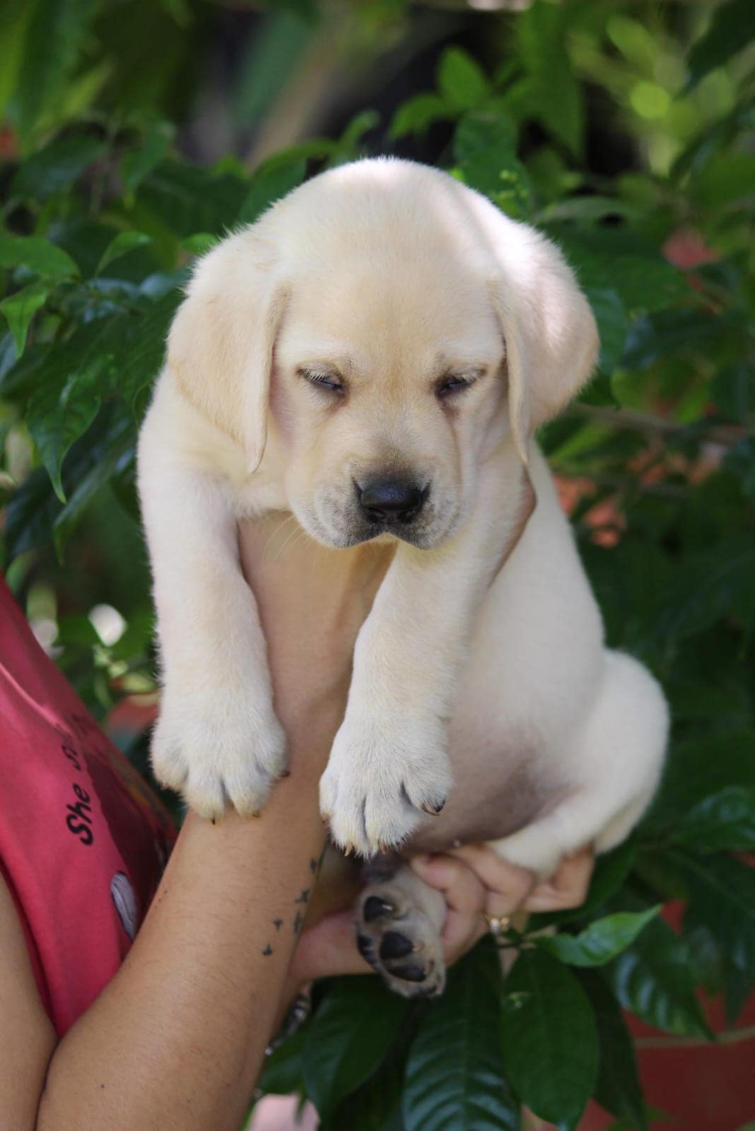 Dog Boarding Empire State K9 Training Pet Food In Ahmedabad