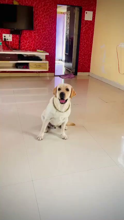 Dog Treat in Nashik Delicious, Nutritious Snacks for Your Pup