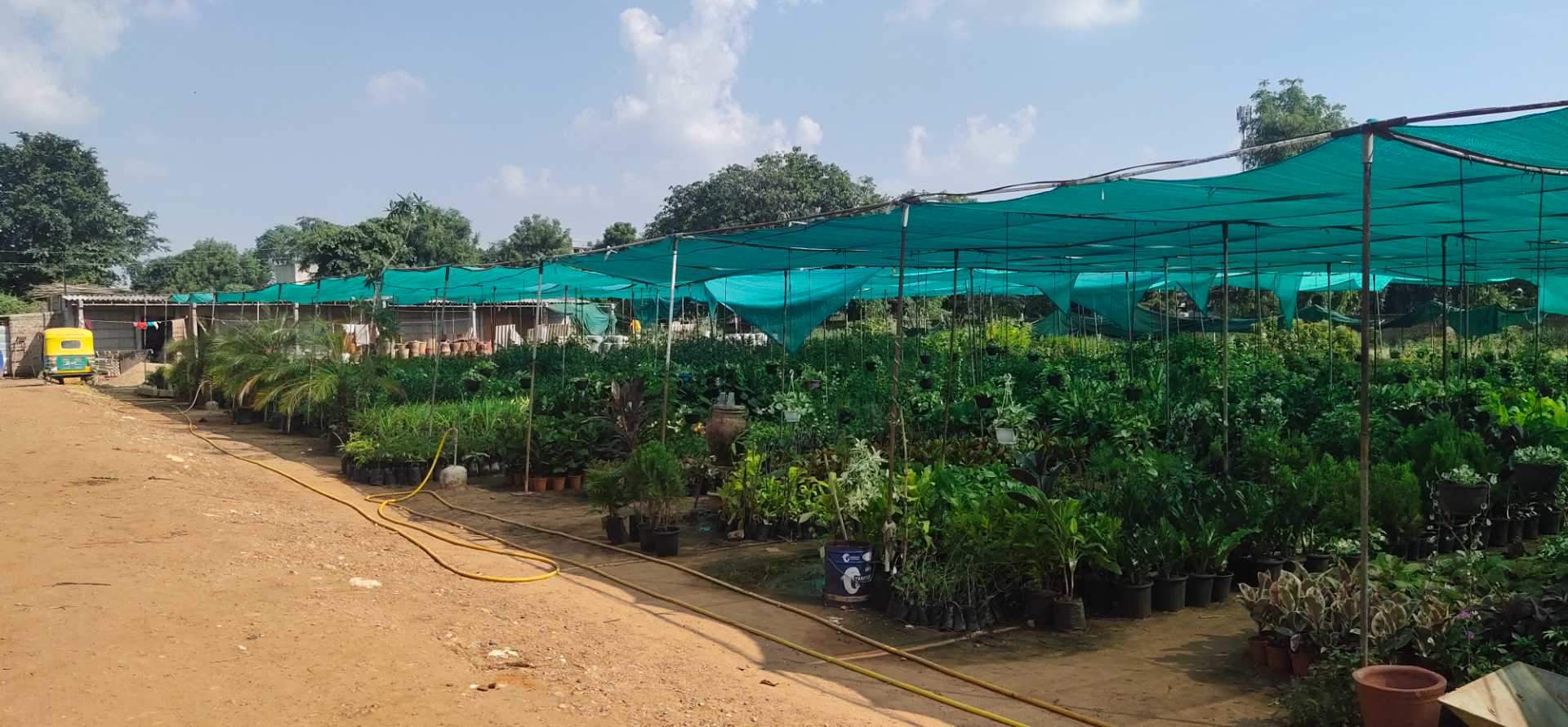 Top Plant Nurseries in Chandkheda Best Nursery Plant Suppliers Ahmedabad Justdial