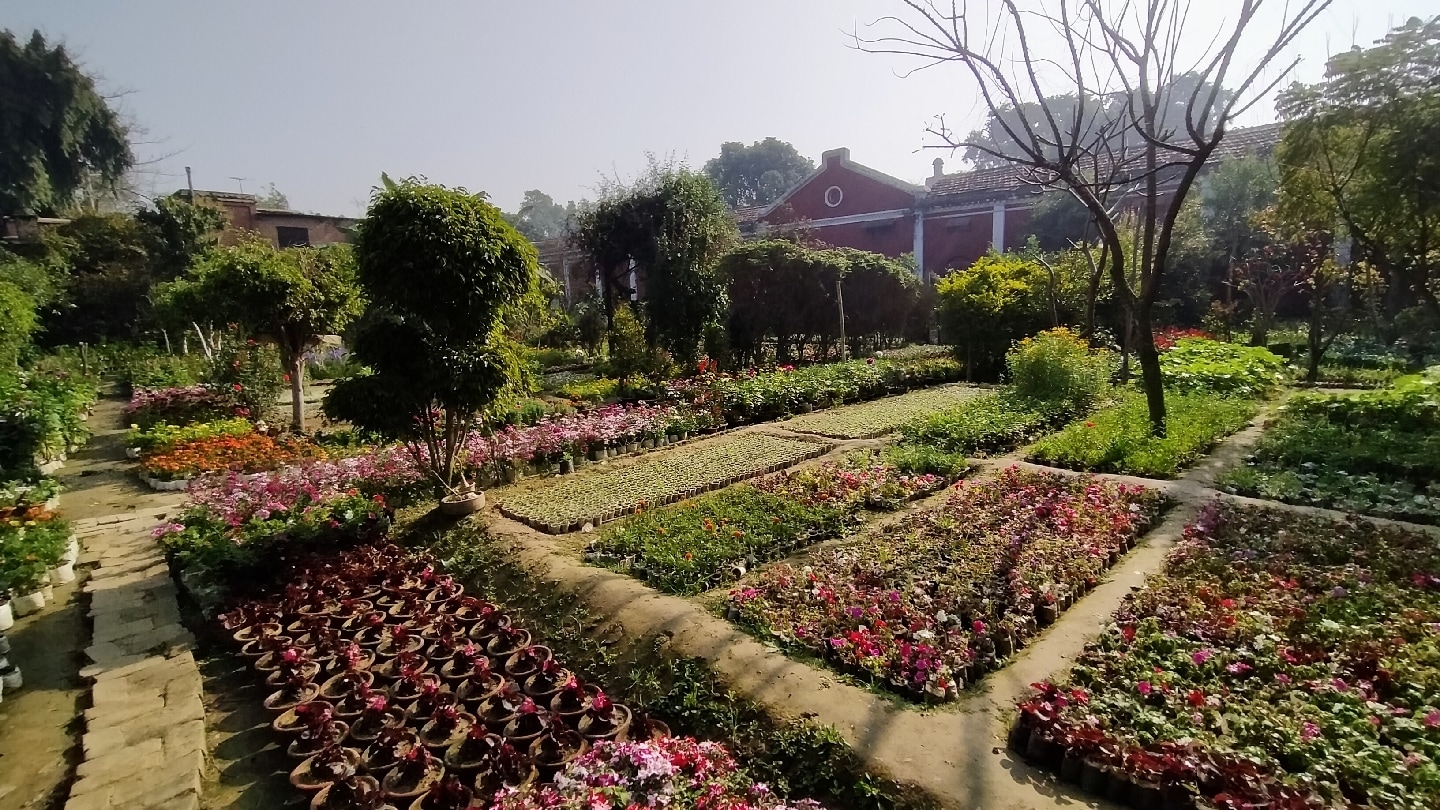 Catalogue Arjun Singh Nursery in Civil Lines , Allahabad Justdial