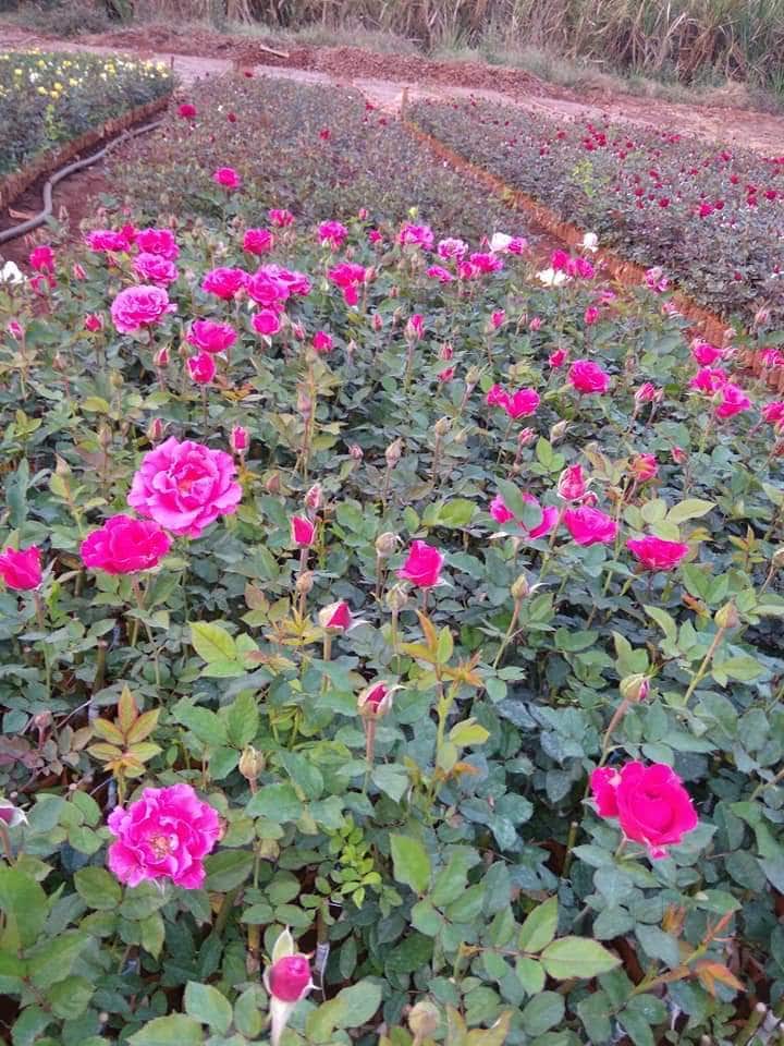 Catalogue Arjun Singh Nursery in Civil Lines , Allahabad Justdial