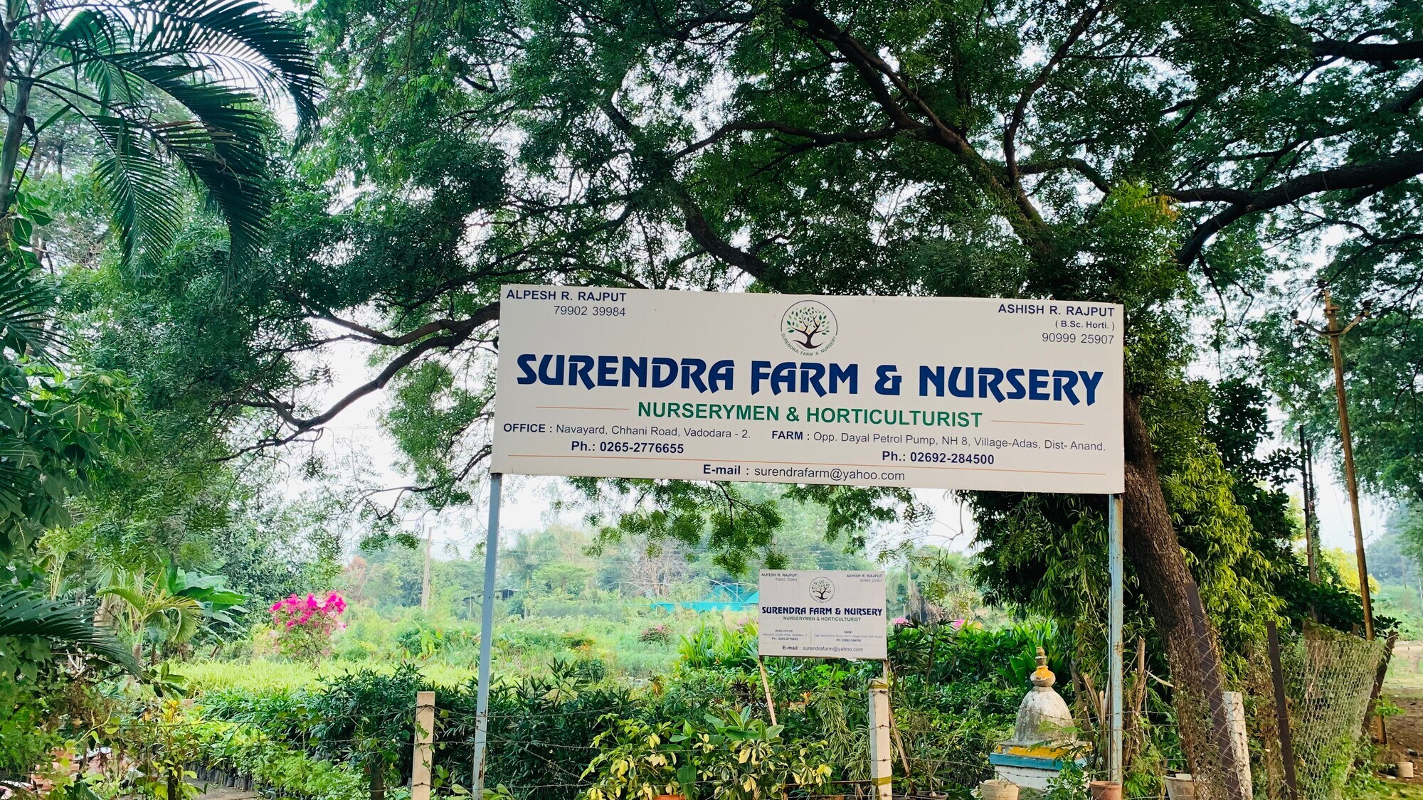 Surendra Farm And Nursery Adas in Rajupura, Anand - Best Plant Nurseries in  Anand - Justdial