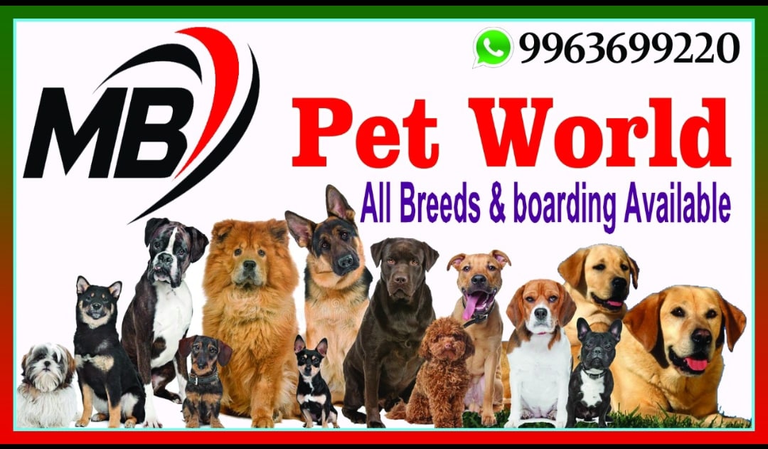 Dog Boarding Empire State K9 Training Dog Nail Cutter In Kolhapur