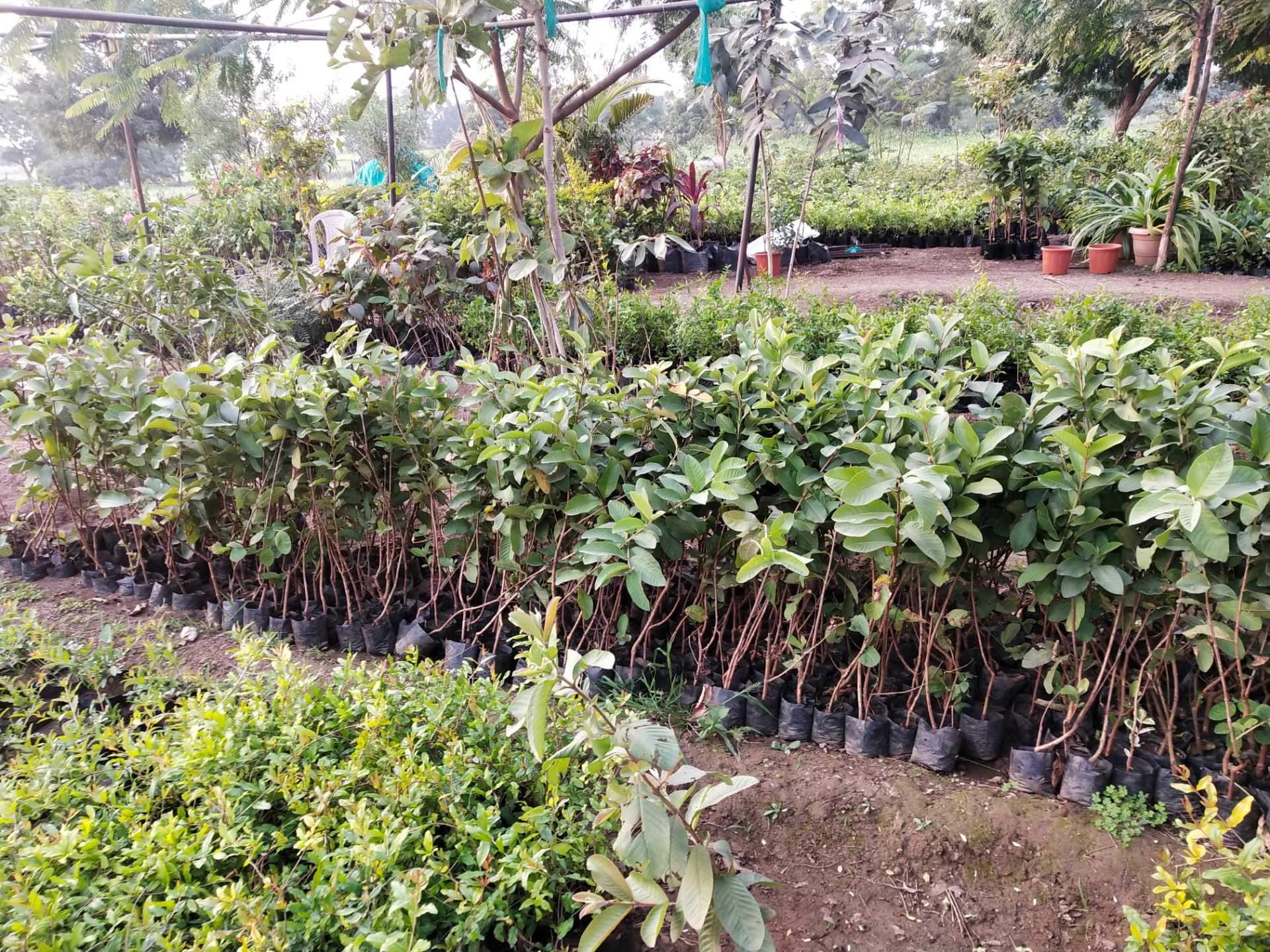 Catalogue Kisan Nursery in Aurangabad Maharashtra Justdial