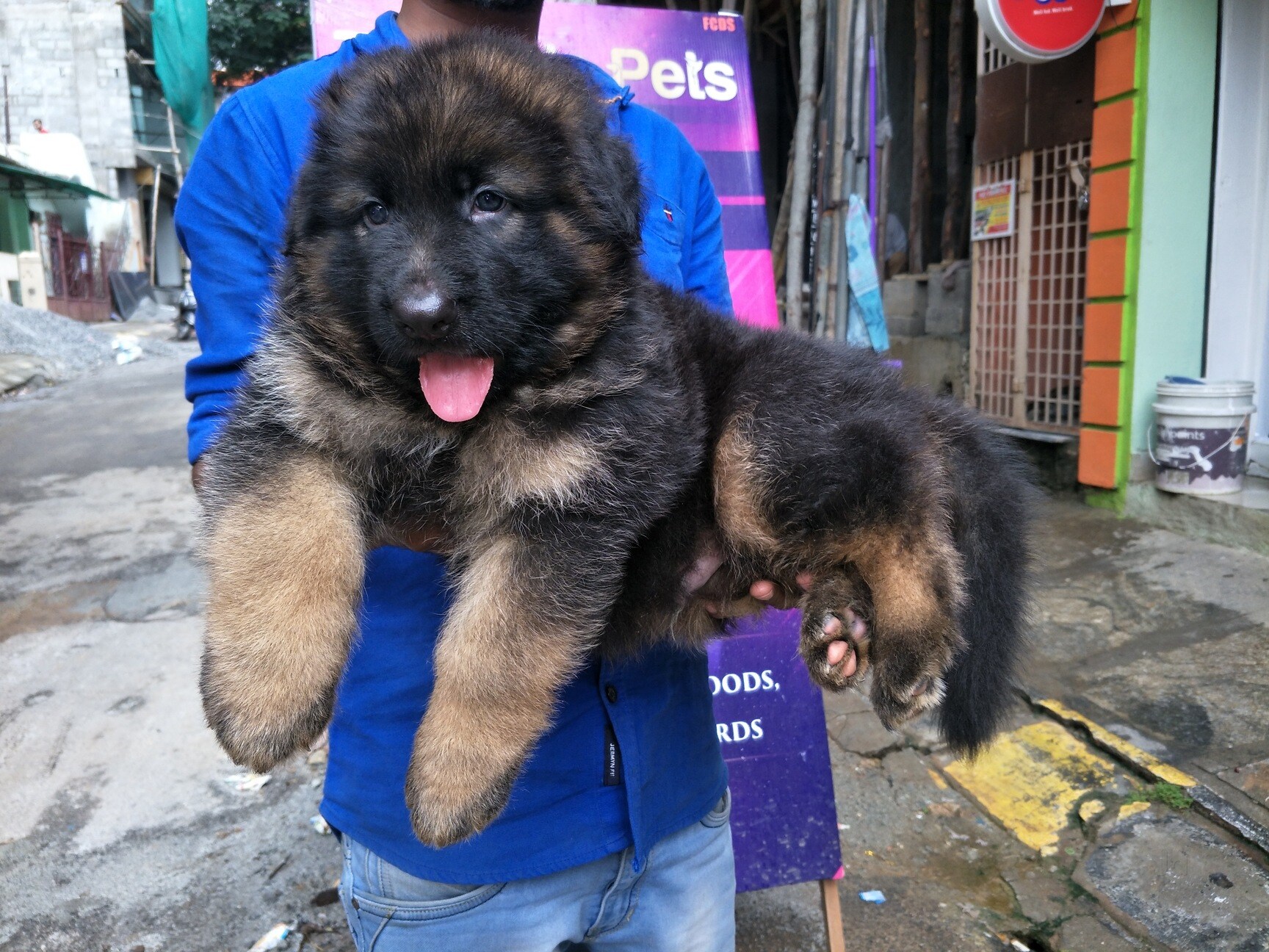 Top 10 Pet Shops For Dog in Marathahalli Best Pet Store Justdial