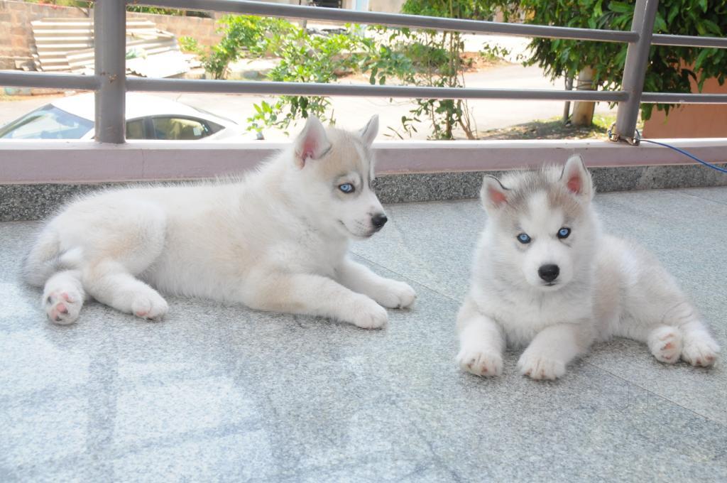 Top 30 Dog Adoption Centres in Rt Nagar Best Dog Adoption Centers