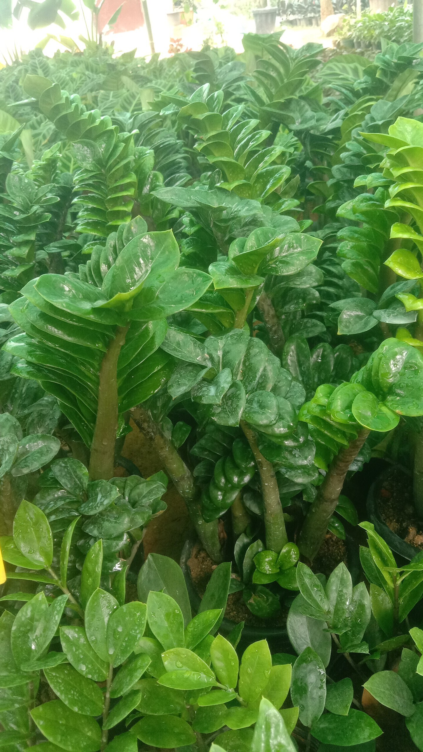 Catalogue Madeena Nursery in Varthur , Bangalore Justdial