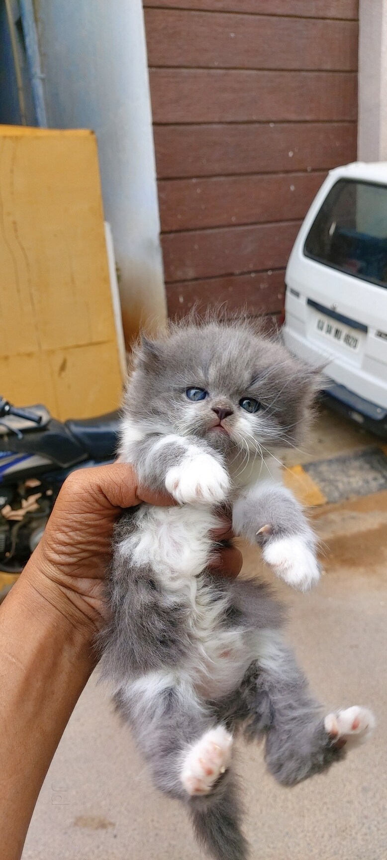 Hiba Pet World Kadugondanahalli Pet Shops For Dog In Bangalore Justdial
