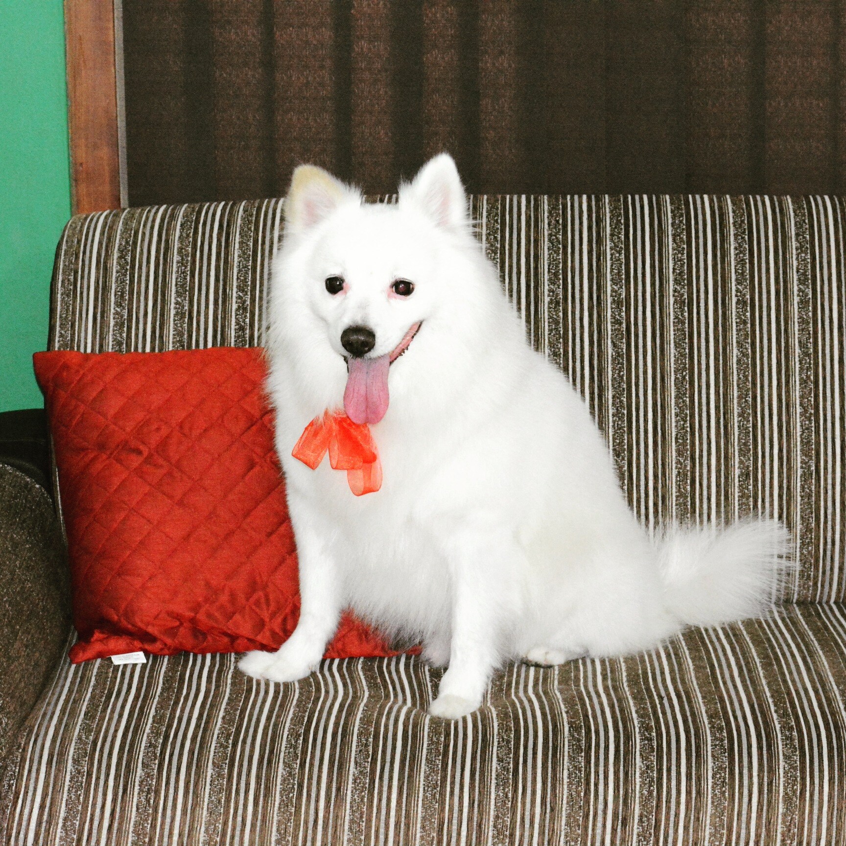 Top Dog Massage Services in Bangalore near me Justdial