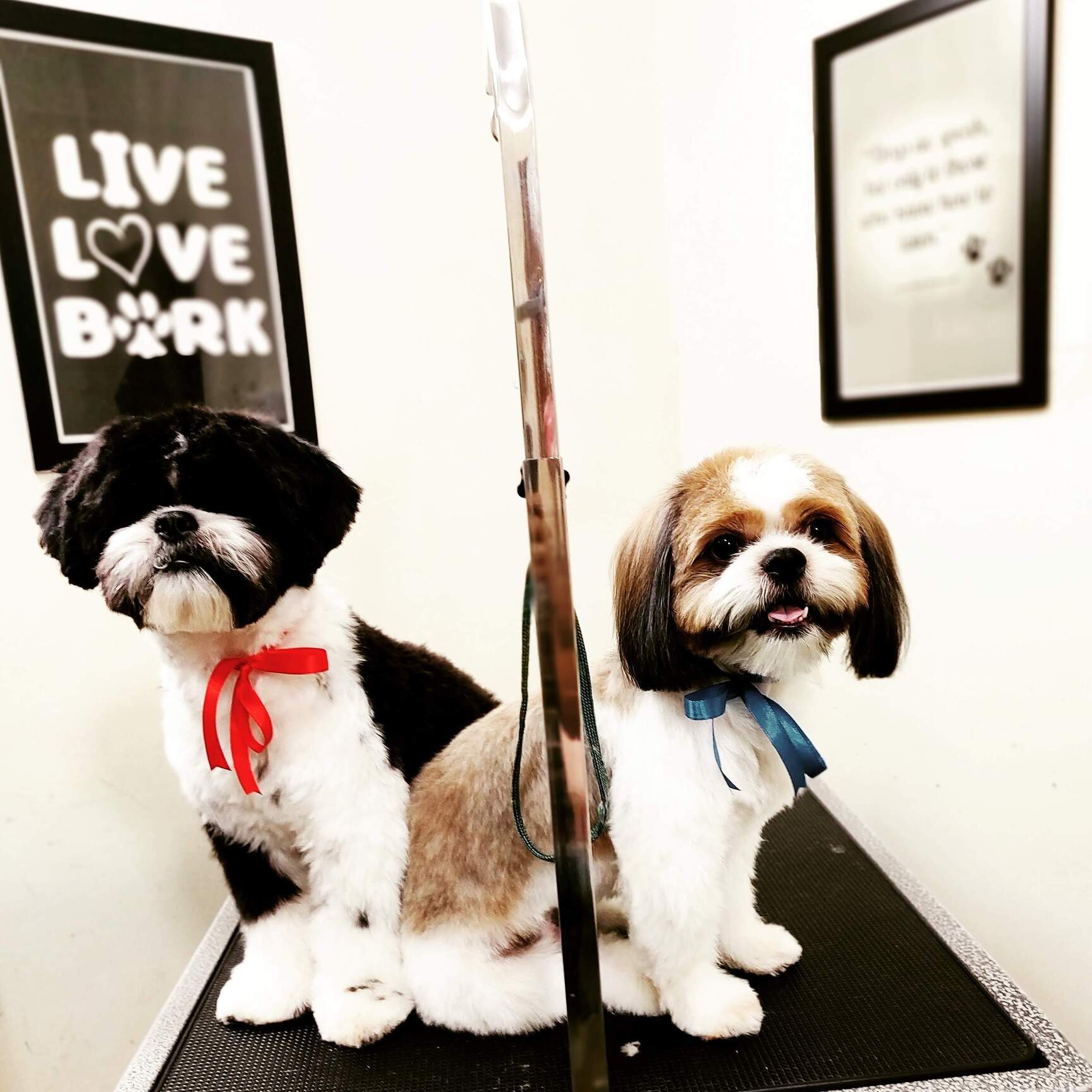 Top Dog Massage Services in Bangalore near me Justdial