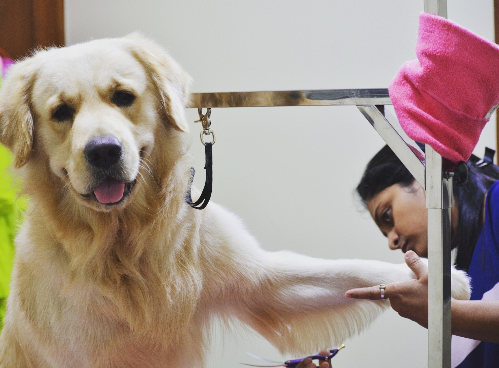 Top Dog Massage Services in Bangalore near me Justdial