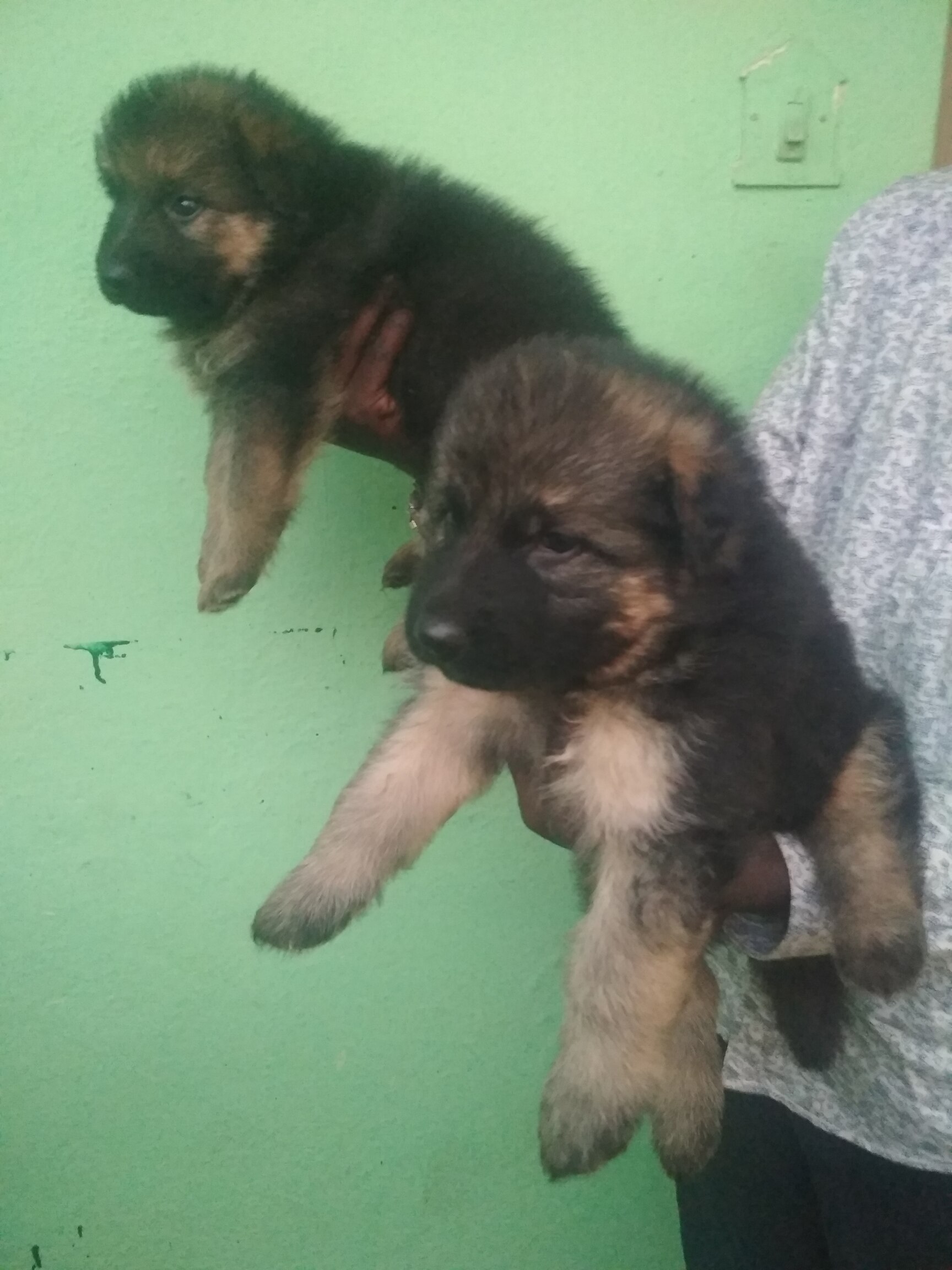 top-pet-shops-for-australian-silky-terrier-dog-in-avadi-best-pet