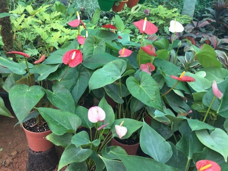 Catalogue The Green Tag Yelahanka in Bangalore Justdial