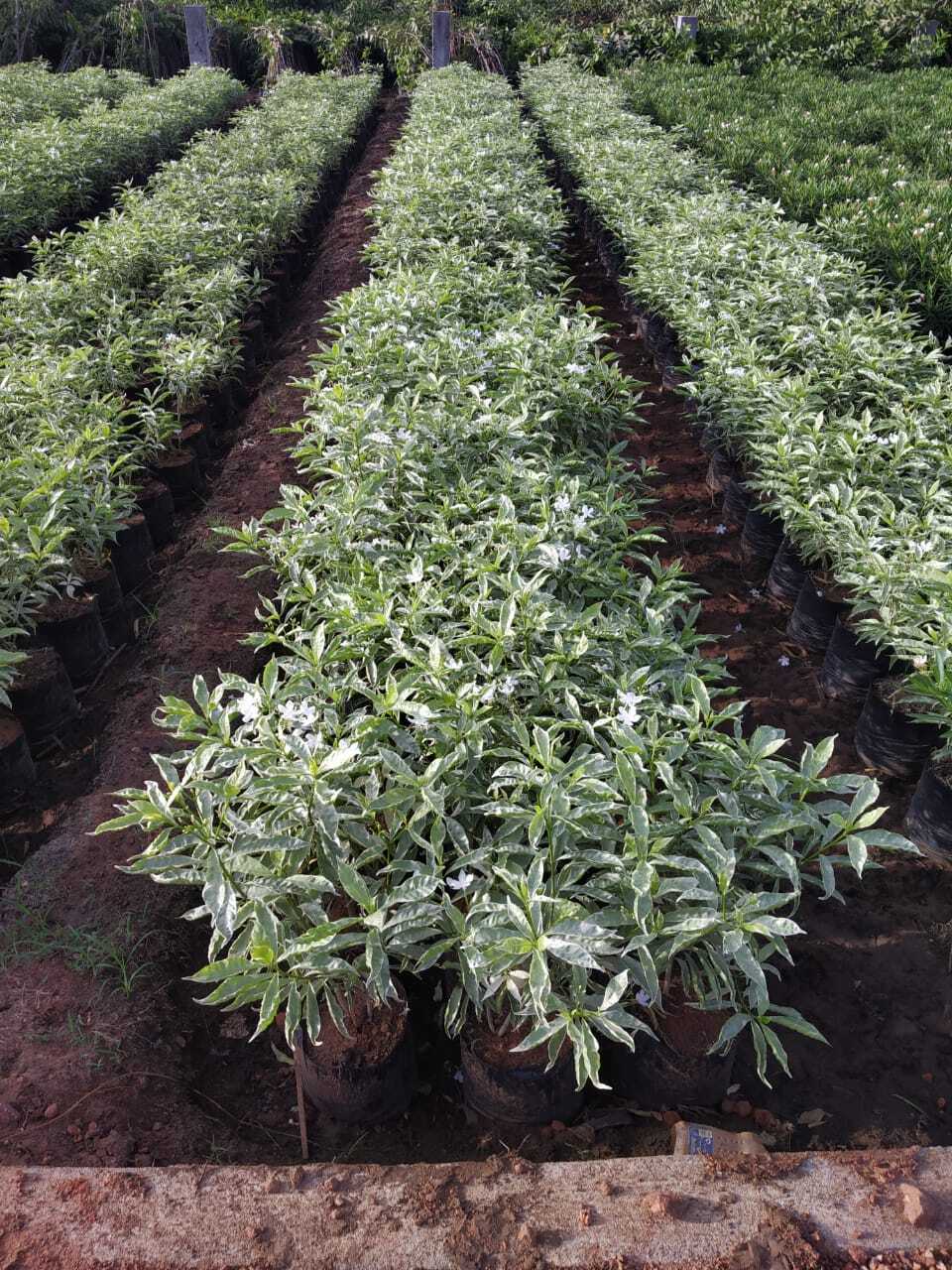 Catalogue Madeena Nursery in Varthur , Bangalore Justdial