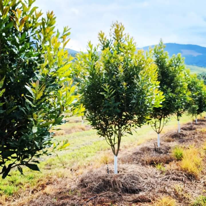 Catalogue The Green Tag Yelahanka in Bangalore Justdial