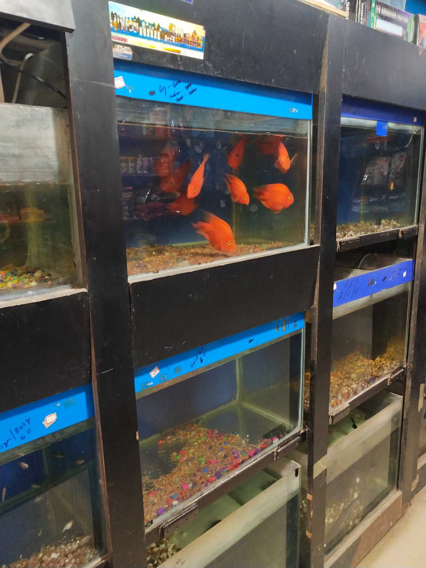 Fish Pond Photos, Hsr Layout Sector 2, Bangalore Pictures & Images