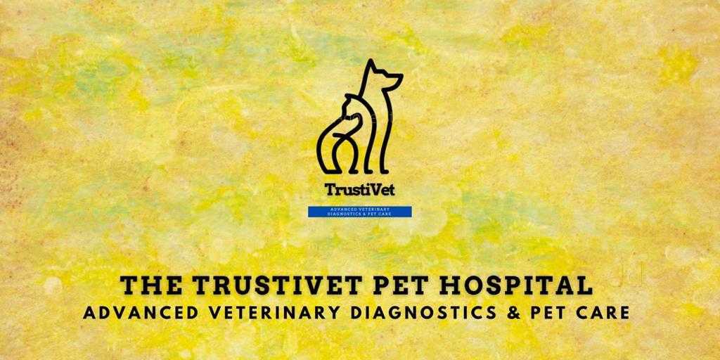 Top Veterinary Hospitals in Rt Nagar Best Animal Hospitals Bangalore