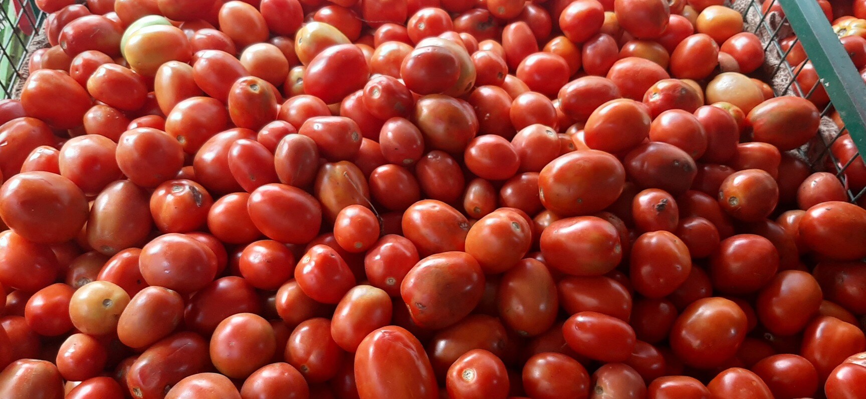 Catalogue Bangalore vegetables in Marathahalli , Bangalore Justdial