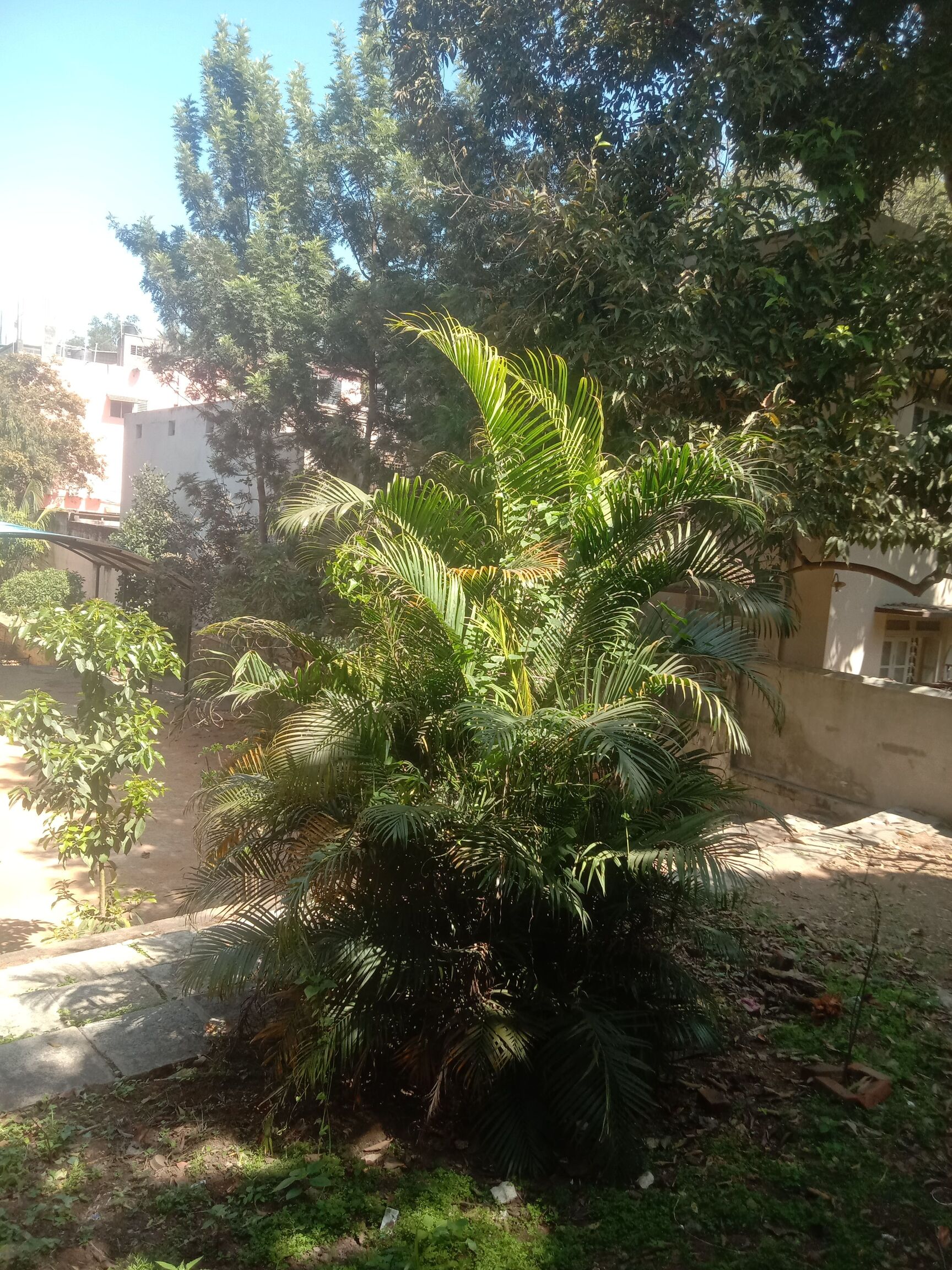 Catalogue Sri Narsimha Swamy Nursery And Farm in Bangalore Justdial