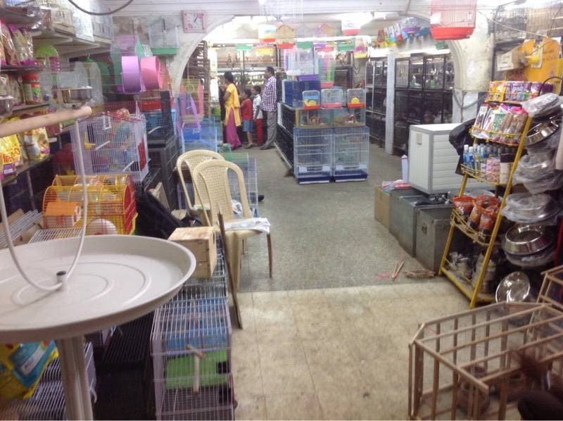 pet market shivaji nagar