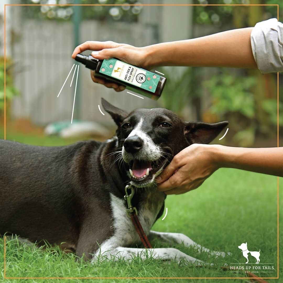 Find list of Heads Up For Tails in Bangalore near me Justdial