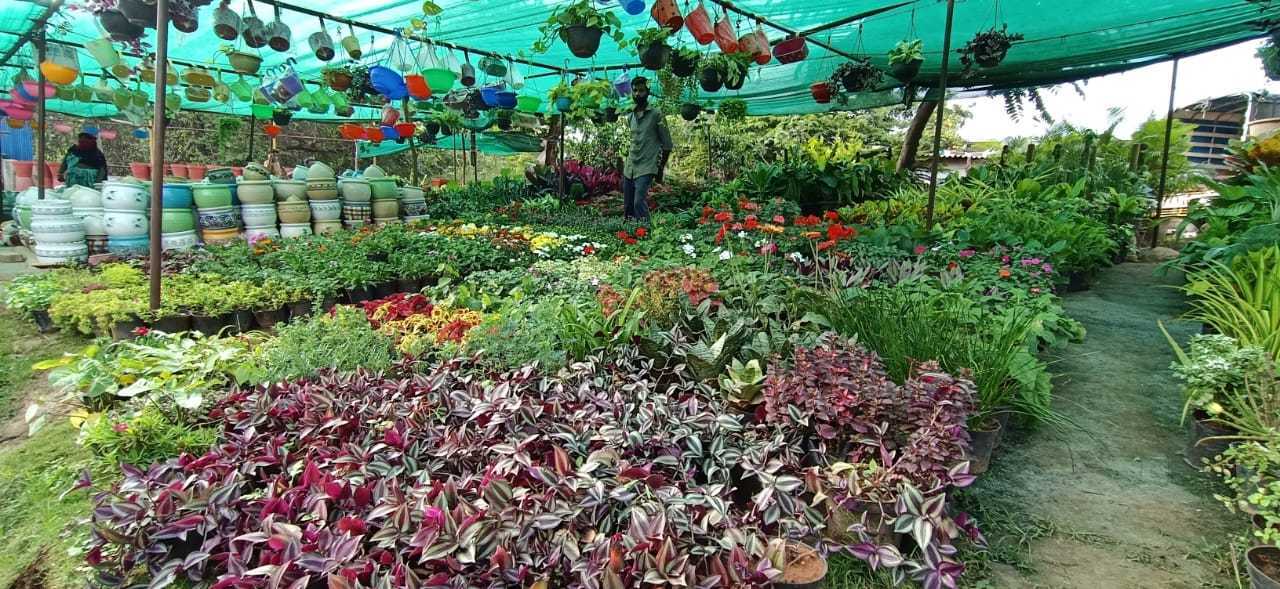 Top 20 Plant Nurseries in HSR Layout Best Nursery Plant Suppliers
