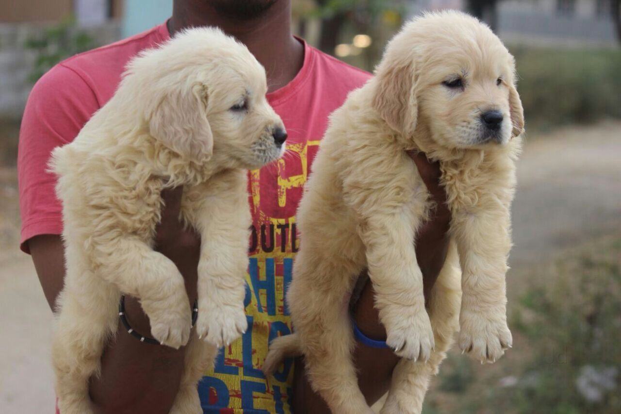 Top 100 Dog Grooming Services in Bangalore Best Groomers Justdial