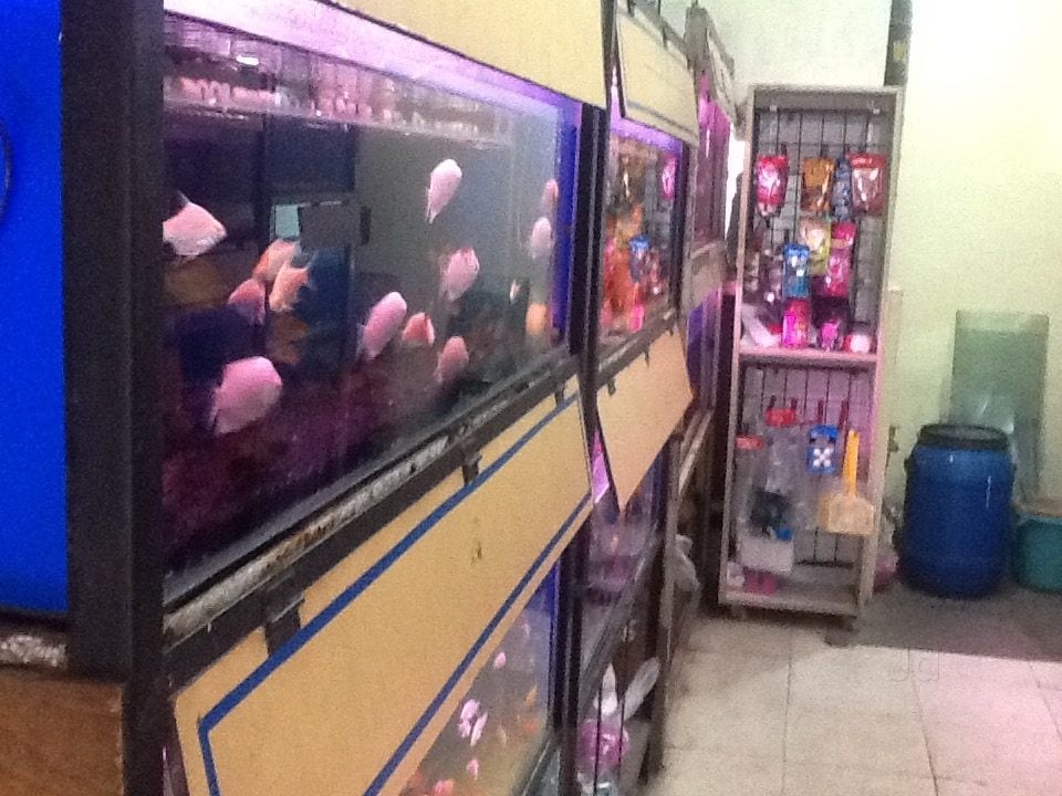 Catalogue Blue Waves Aquariums in Kumaraswamy Layout 1st Stage