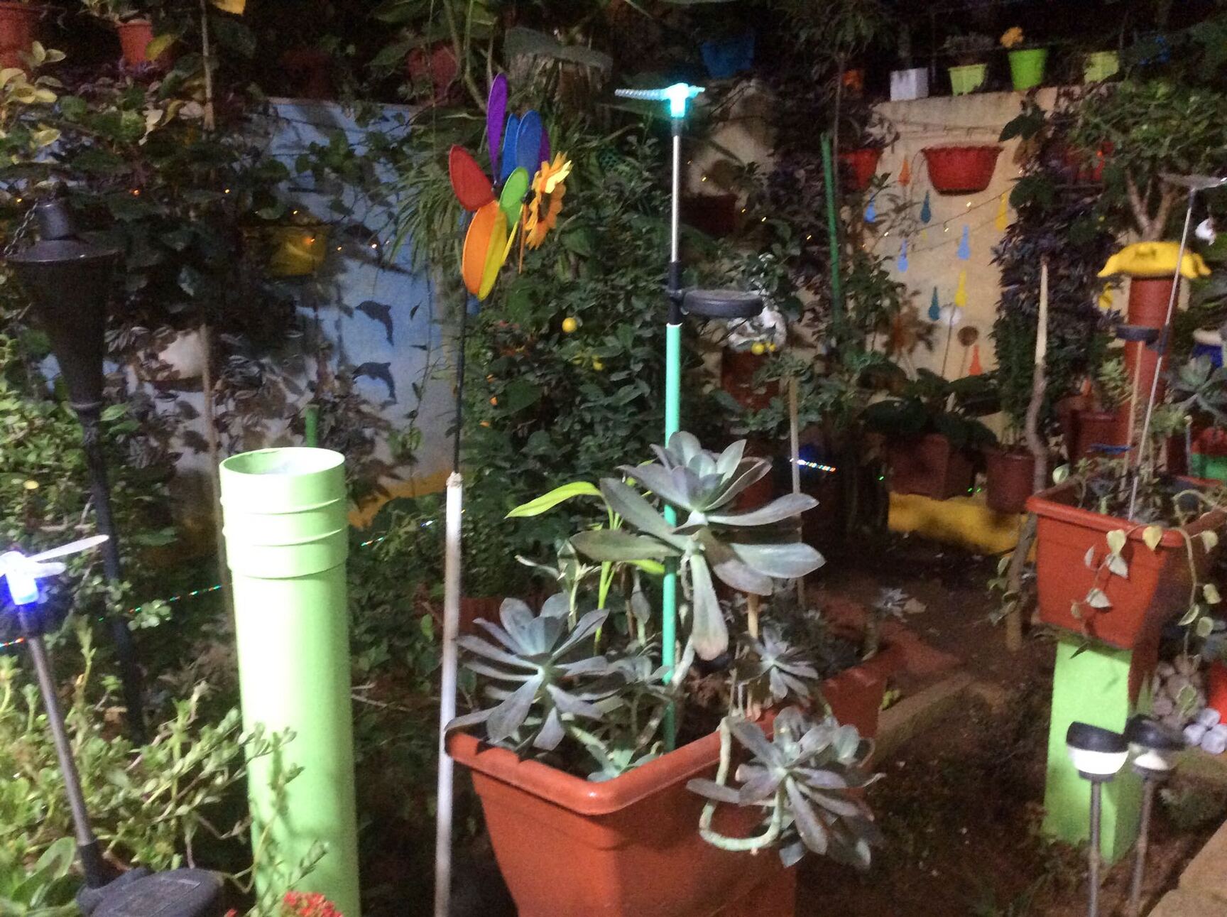 Parijata Flower Plant In Bangalore Best Flower Site