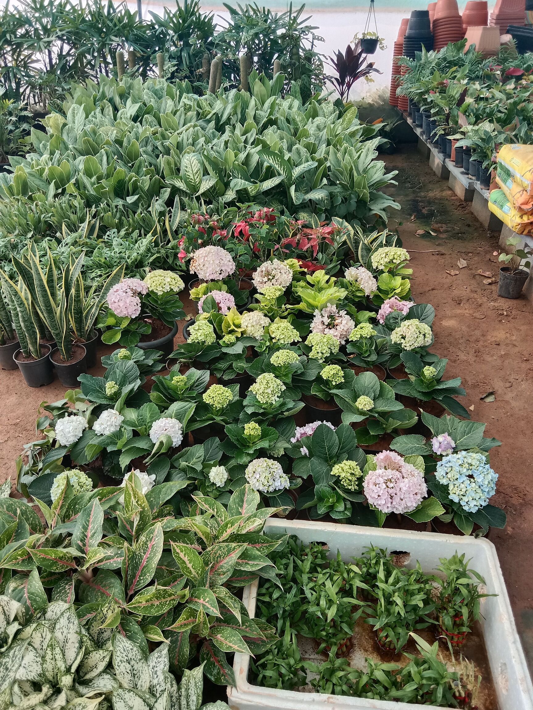 Catalogue Divya Nursery Farm Plant in Koramangala , Bangalore Justdial