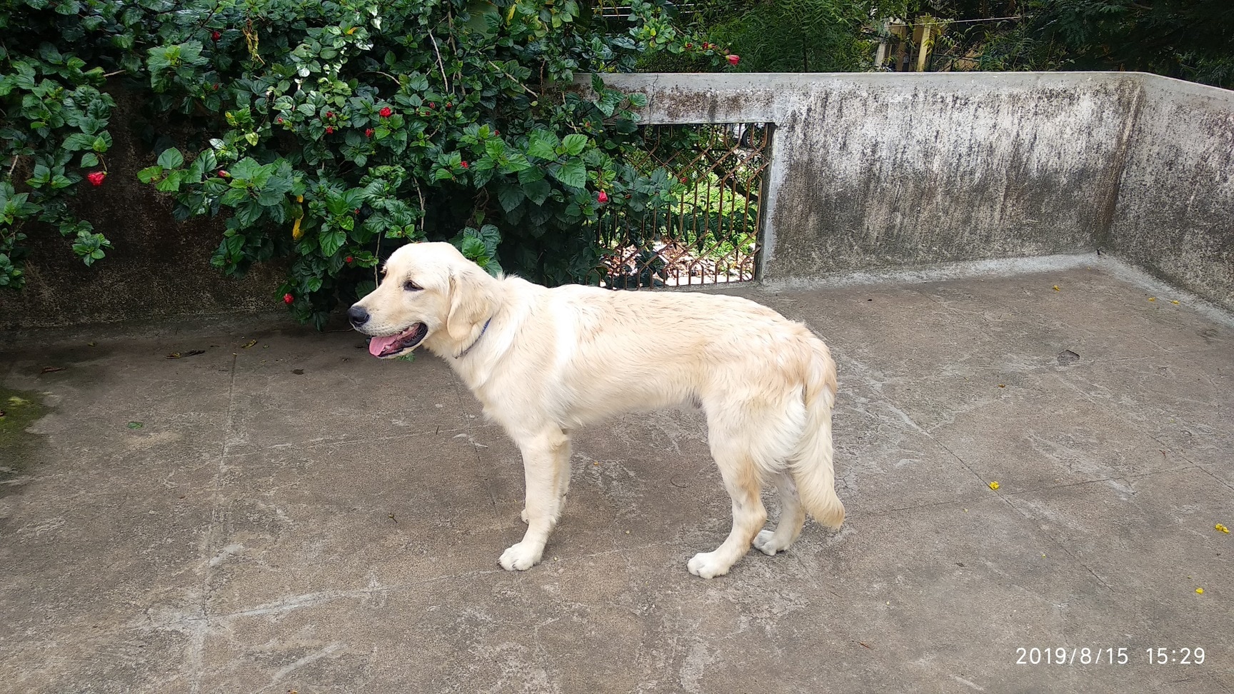 cheap animal boarding near me