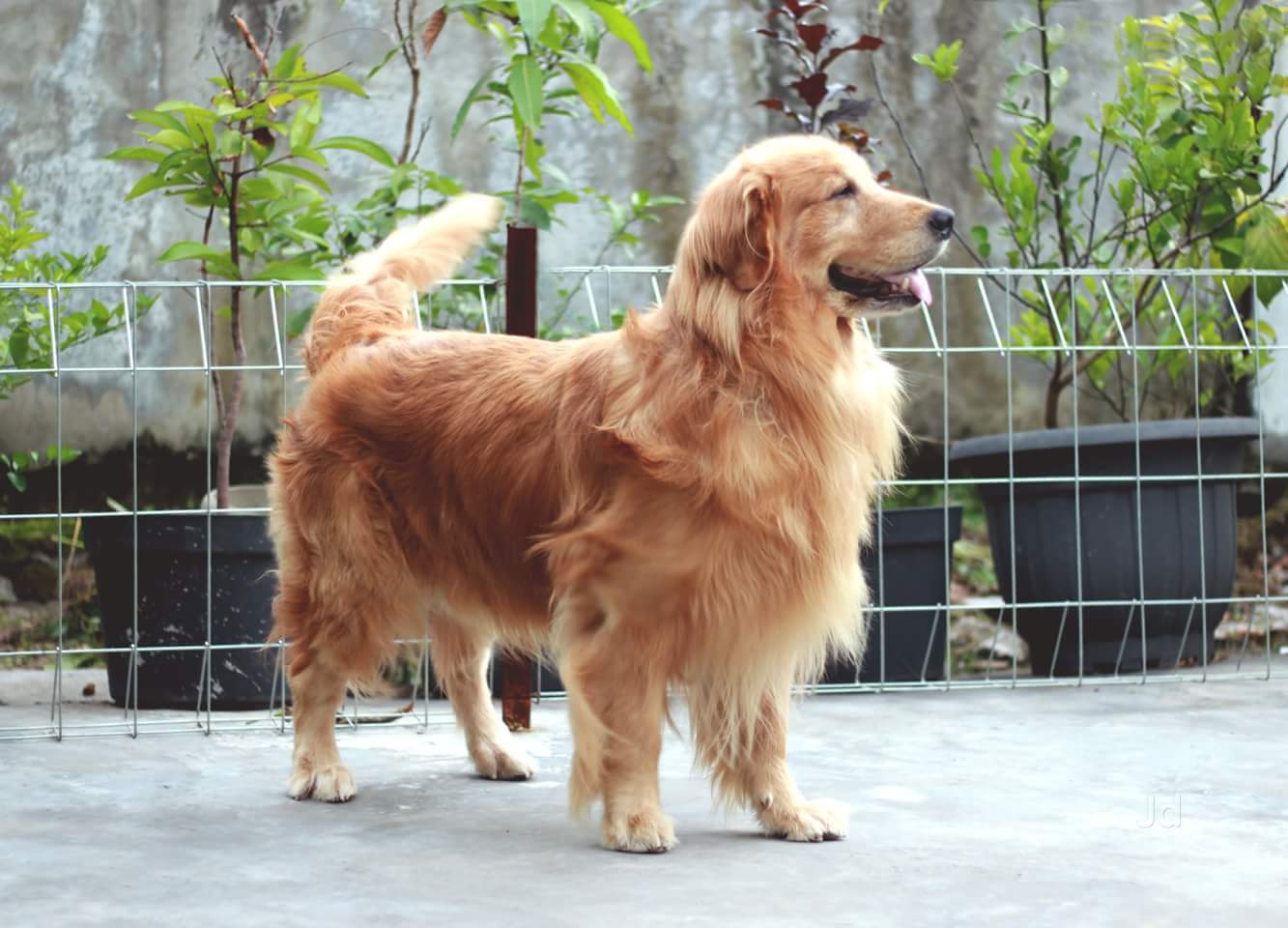 Top Dog Kennel Shops in Jp Nagar 1st Phase, Bangalore Best Dog