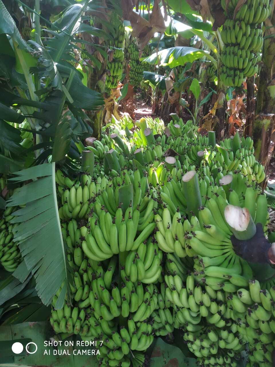 Shiva Biotech Tissue Culture Plant Banana Nursery Sondekoppa Nurseries In Bangalore Justdial Shiva Biotech Tissue Culture Plant
