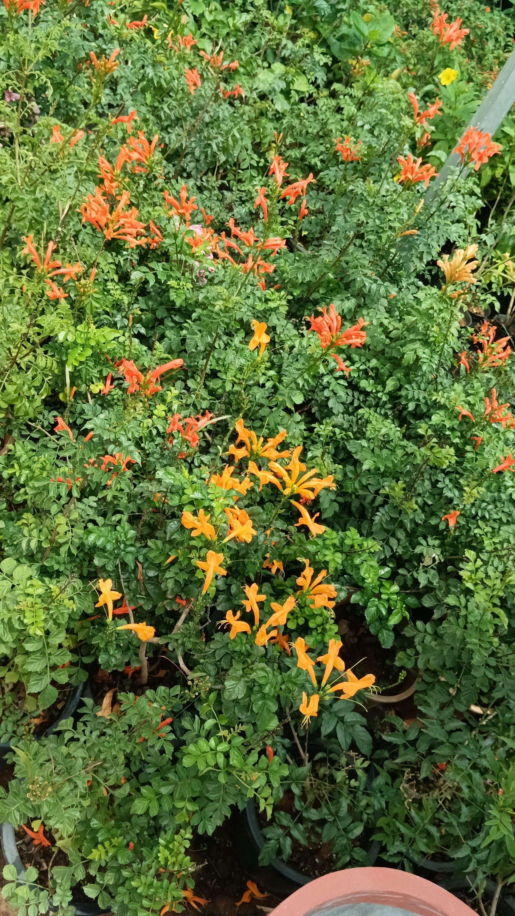 Catalogue Naresh Plant Nursery in Agara , Bangalore Justdial