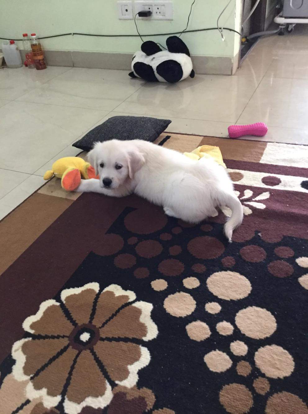 Top Dog Kennel Shops in Jp Nagar 1st Phase, Bangalore Best Dog