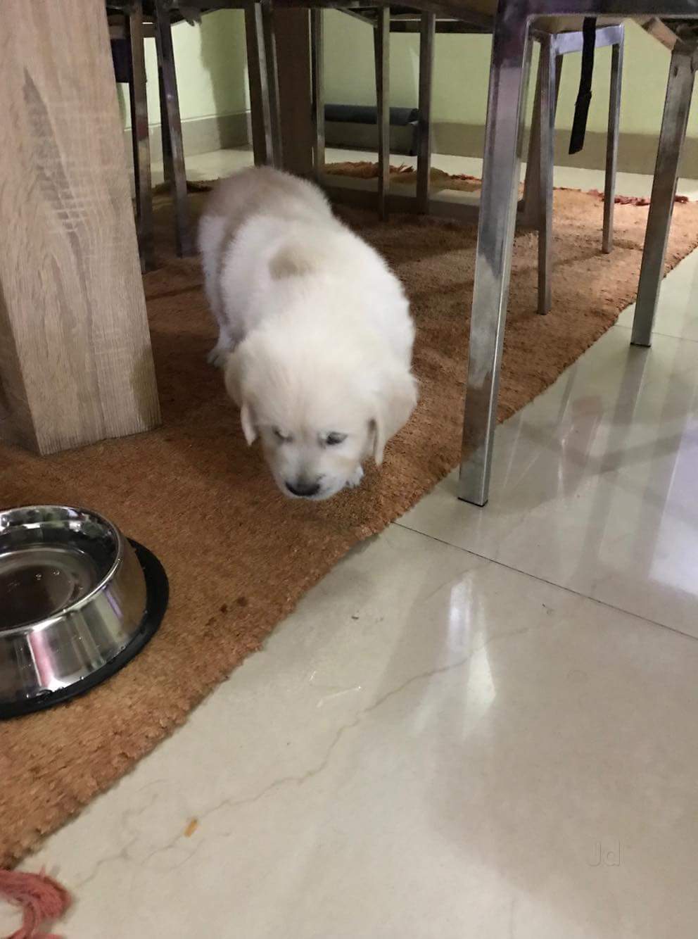 Top Dog Kennel Shops in Jp Nagar 1st Phase, Bangalore Best Dog