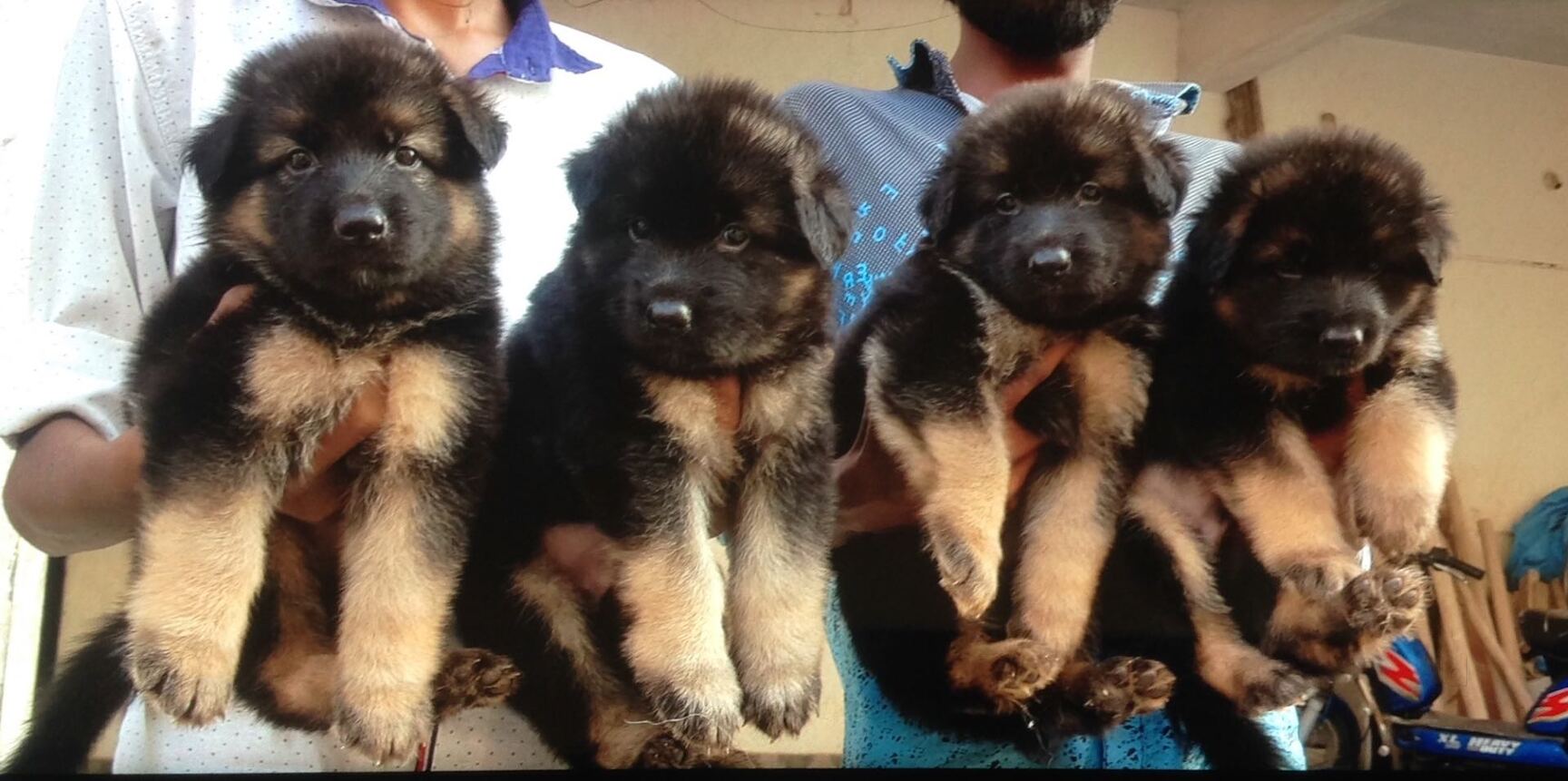 Top 50 Pet Shops For Siberian Husky Dog in Bangalore Justdial