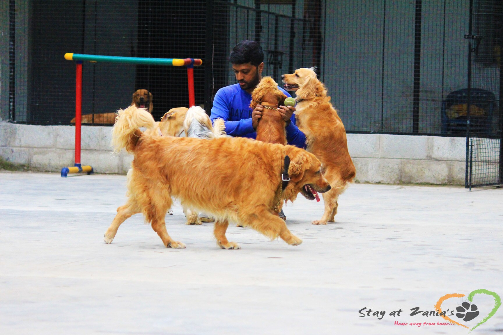 Top 100 Pet Care Takers in Bangalore Best Dog Care Takers Justdial