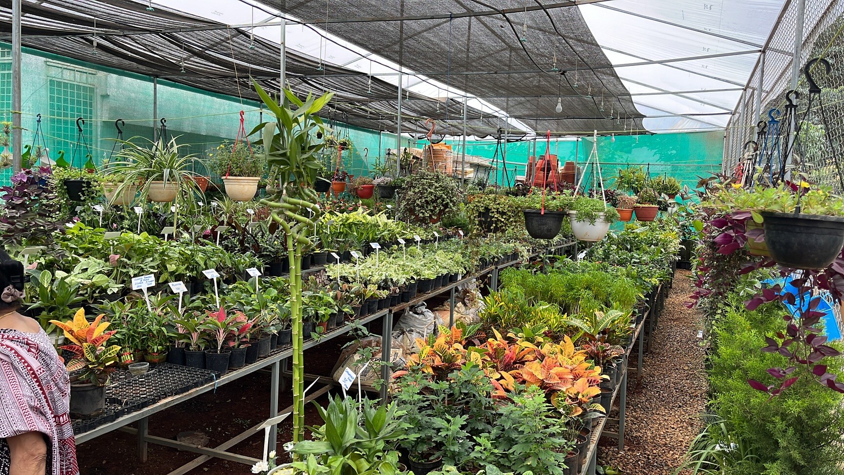 Catalogue Sri Subramanya Swamy Nusery in Thindlu , Bangalore Justdial