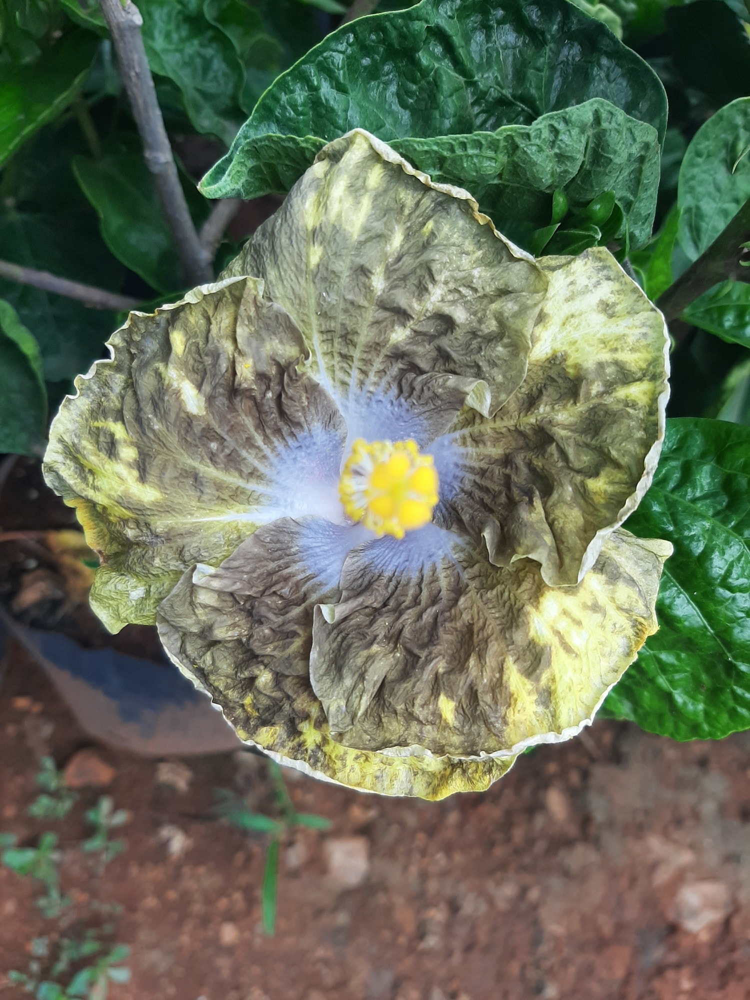 Catalogue Prasad Green Decor in Belgaum Justdial