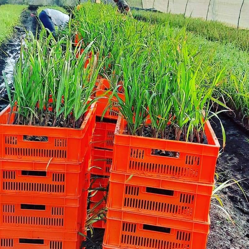 Catalogue Kisan Hitech Nursery in Belgaum Justdial